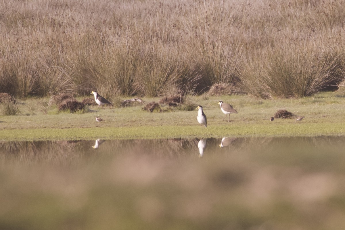 Masked Lapwing (Black-shouldered) - ML642102272