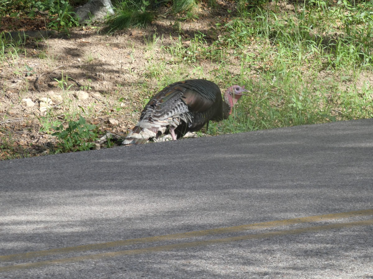 Wild Turkey - ML642102273
