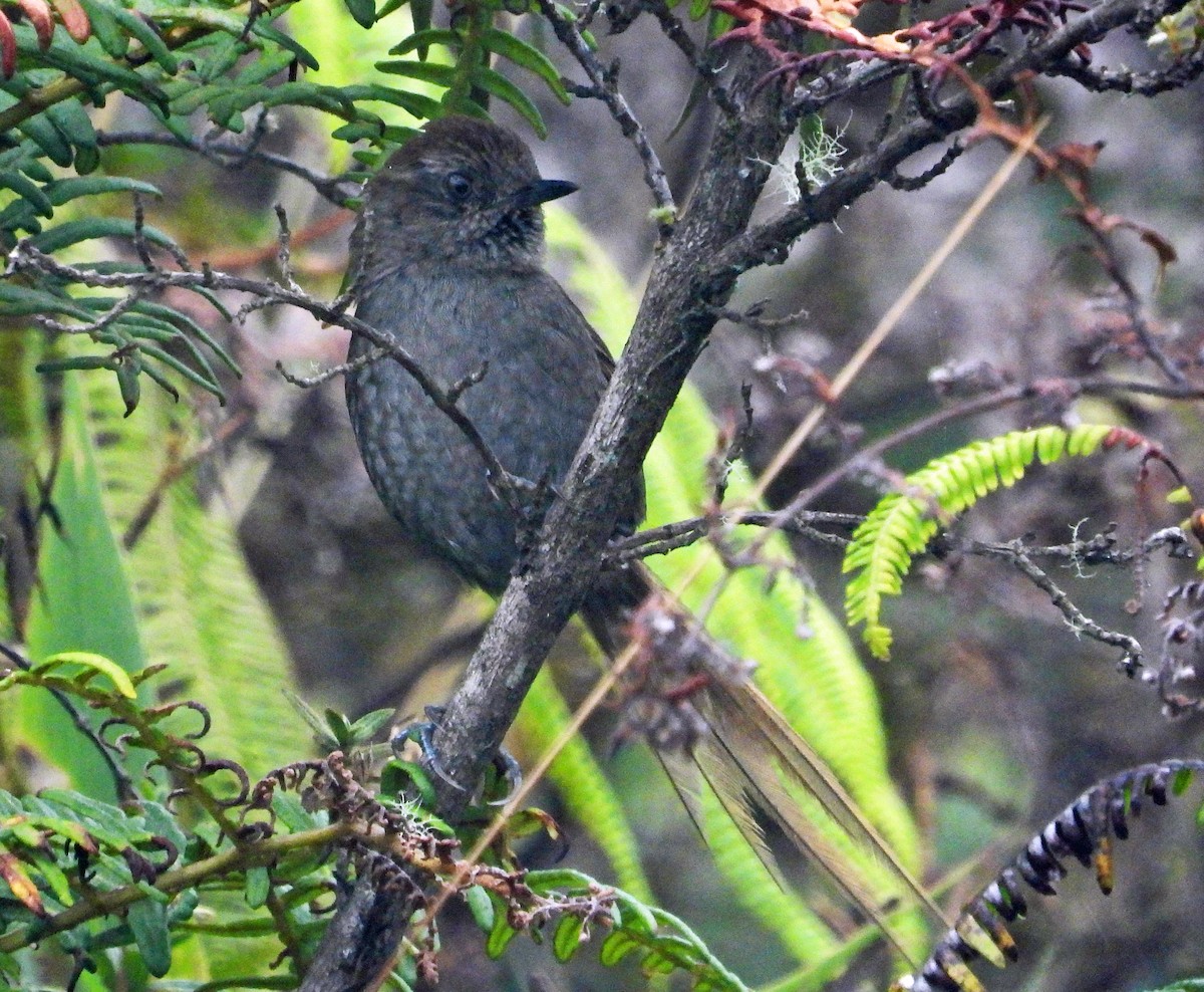 Puna Thistletail - ML642102274