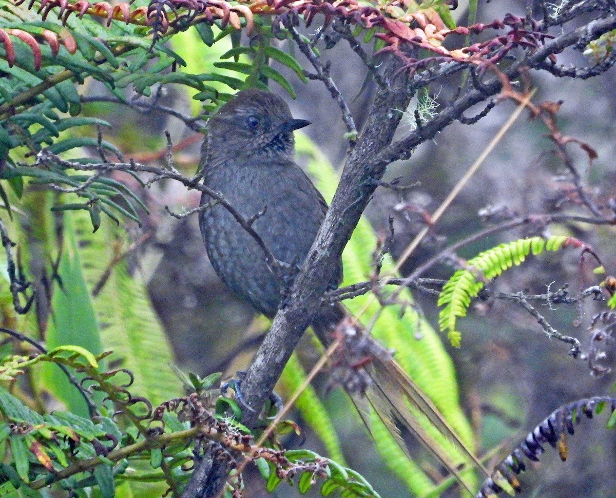 Puna Thistletail - ML642102275