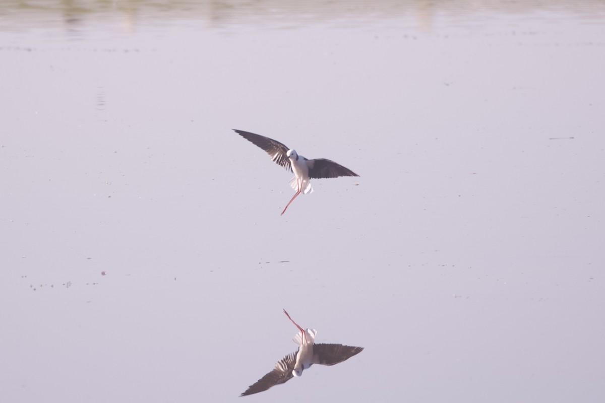 Pied Stilt - ML642102277