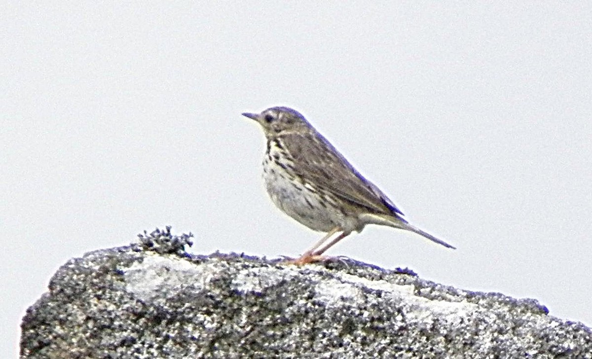 linduška luční - ML642102286