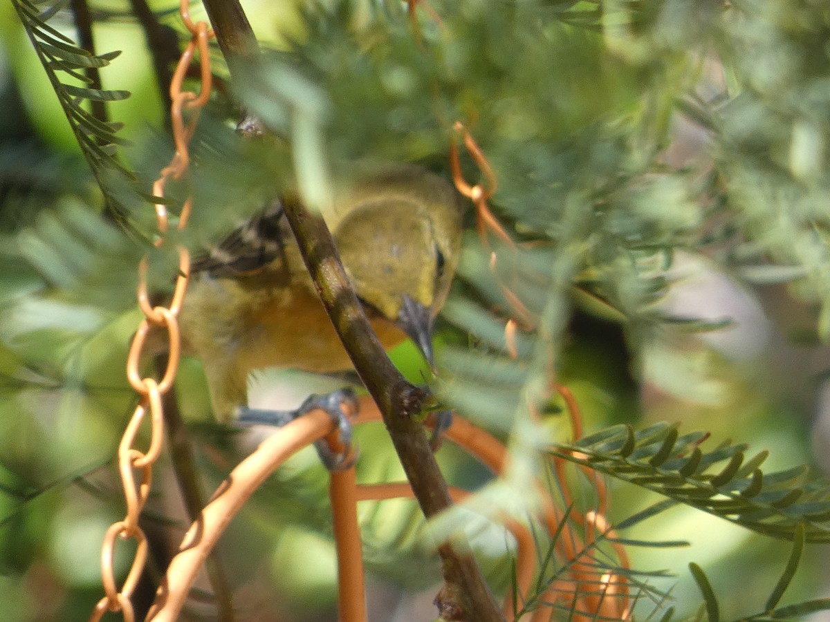 Hooded Oriole - ML642102287