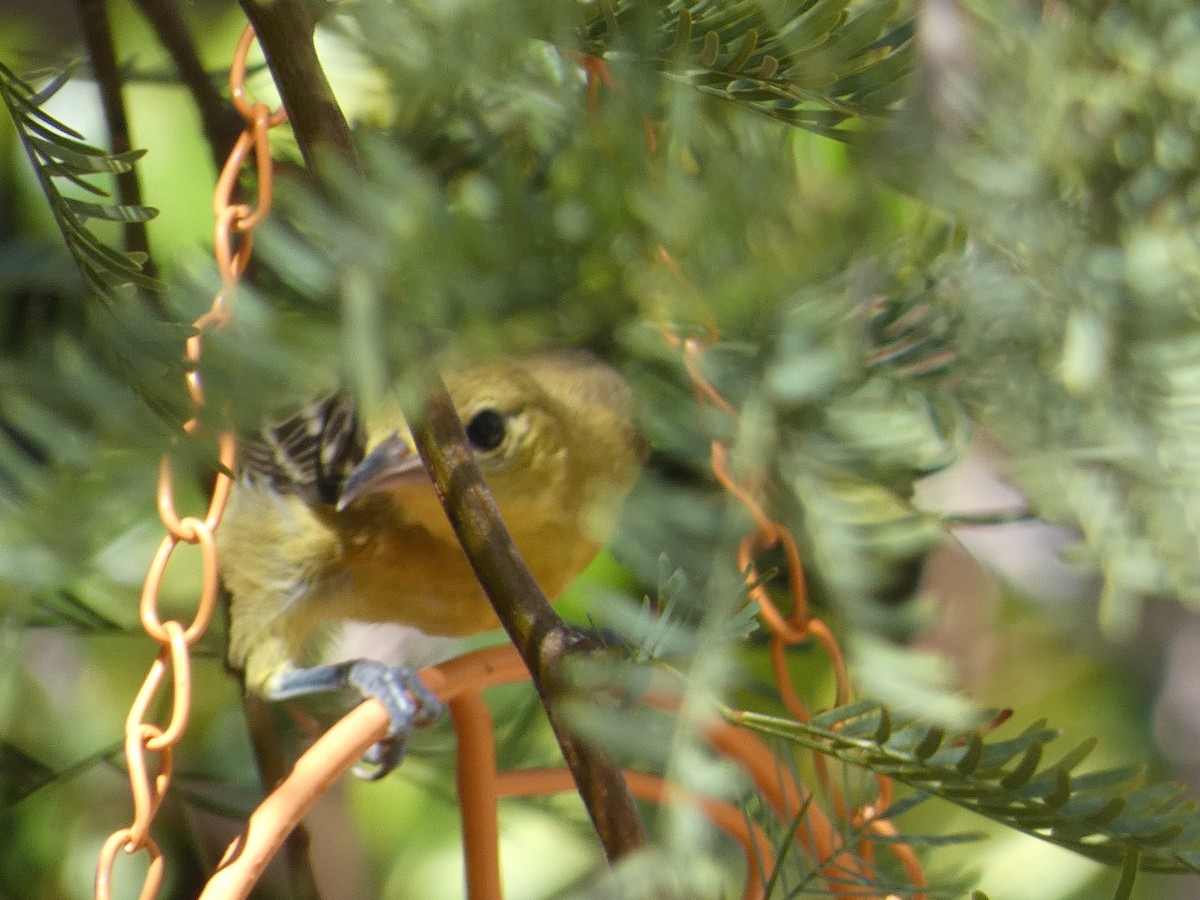 Hooded Oriole - ML642102288