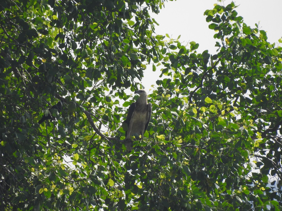 White-bellied Sea-Eagle - ML642102291