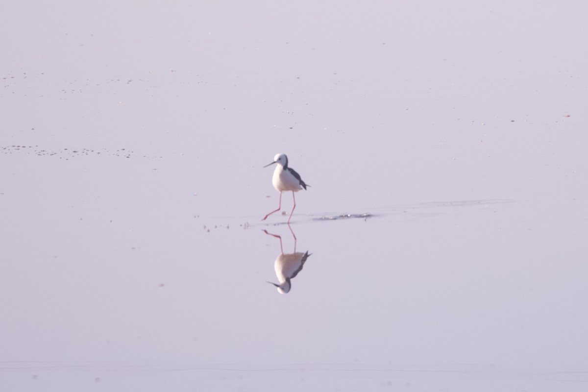 Pied Stilt - ML642102292