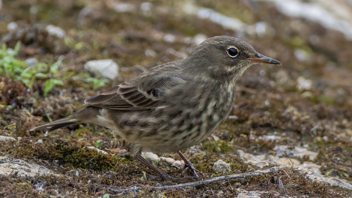 Rock Pipit - ML642102294