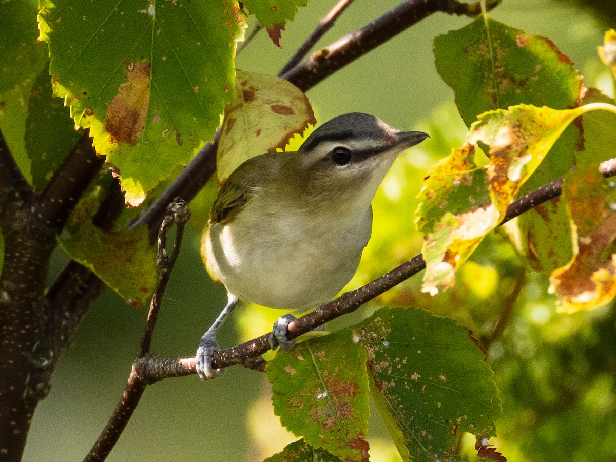 Red-eyed Vireo - ML642102310