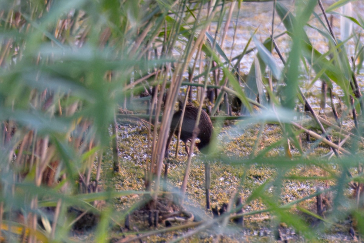 Water Rail - ML642102311