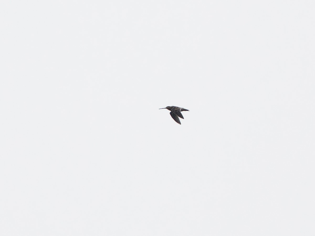 Common Snipe - ML642102313
