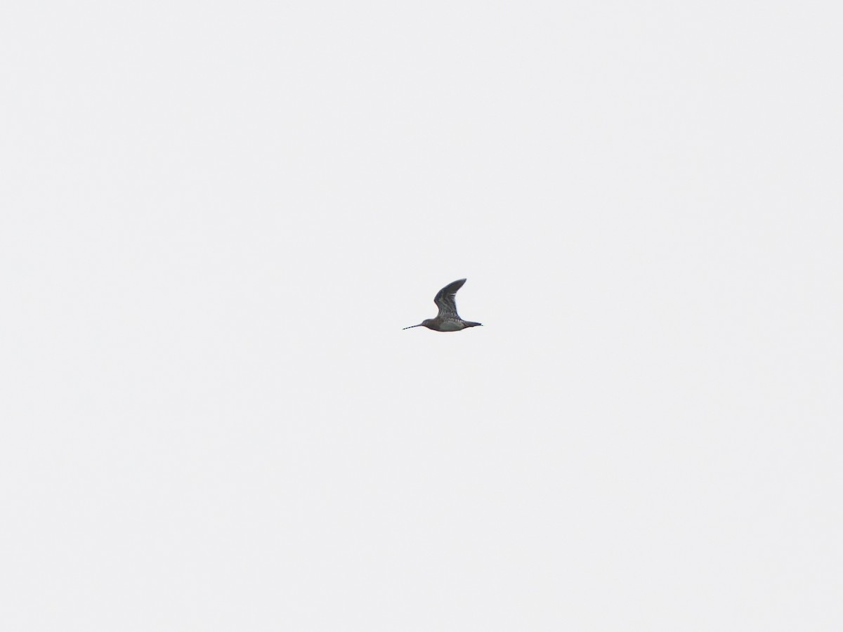 Common Snipe - ML642102314
