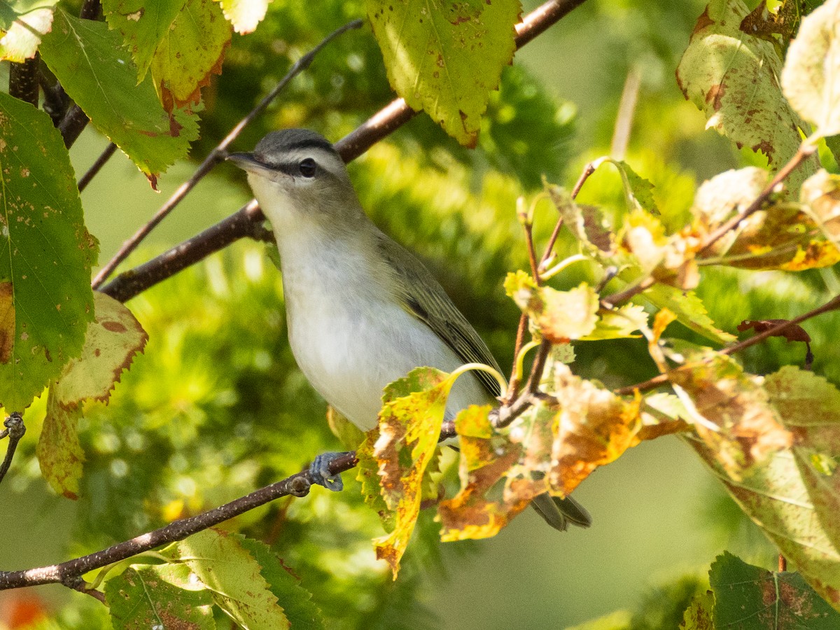 Red-eyed Vireo - ML642102315