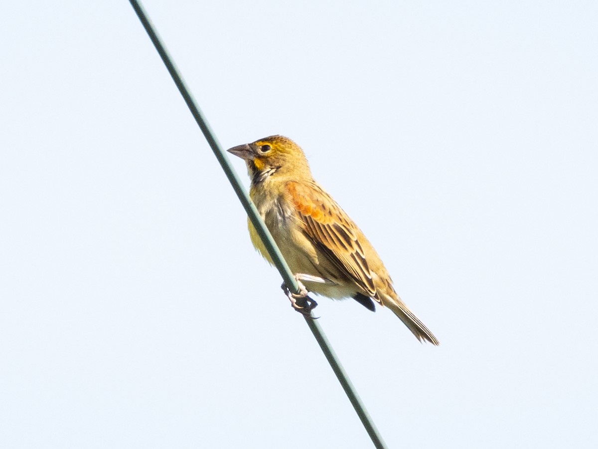 Dickcissel - ML642102325