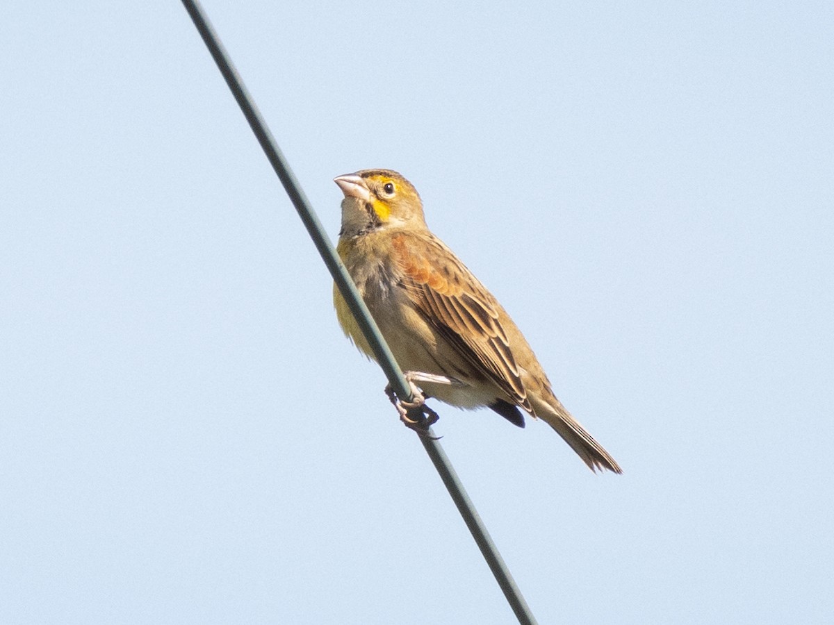 Dickcissel - ML642102330