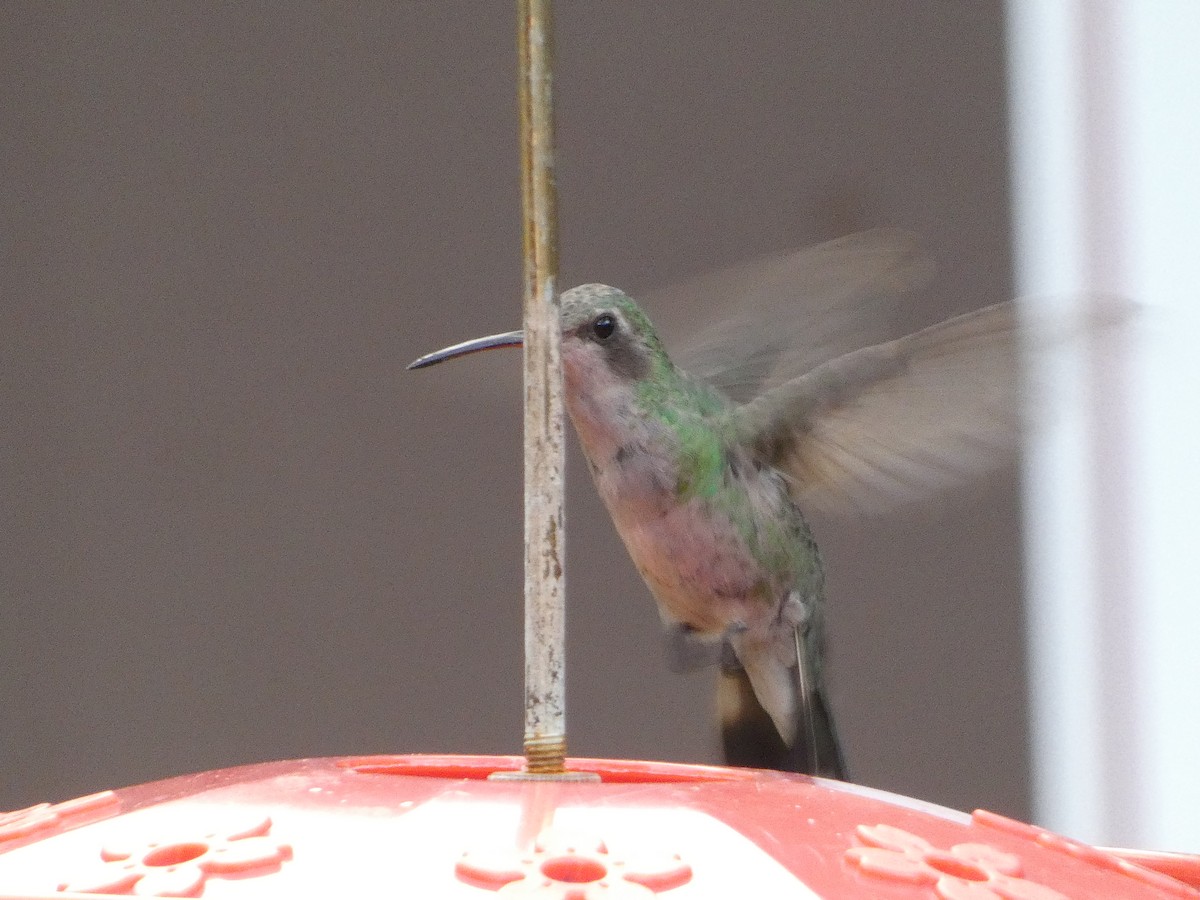 Broad-billed Hummingbird - ML642102335