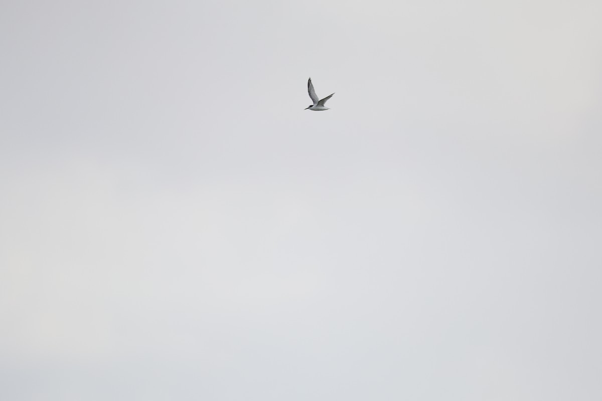 Little Tern - ML642102340