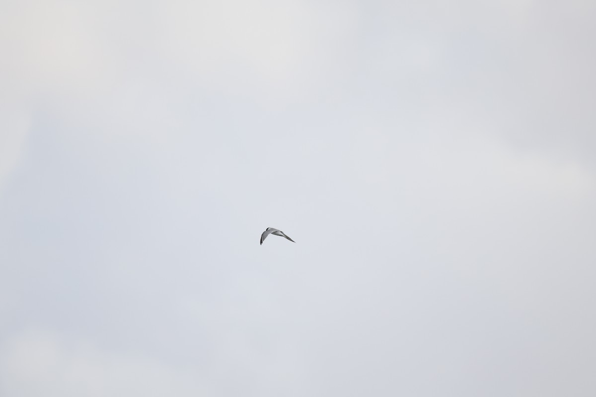 Little Tern - ML642102341