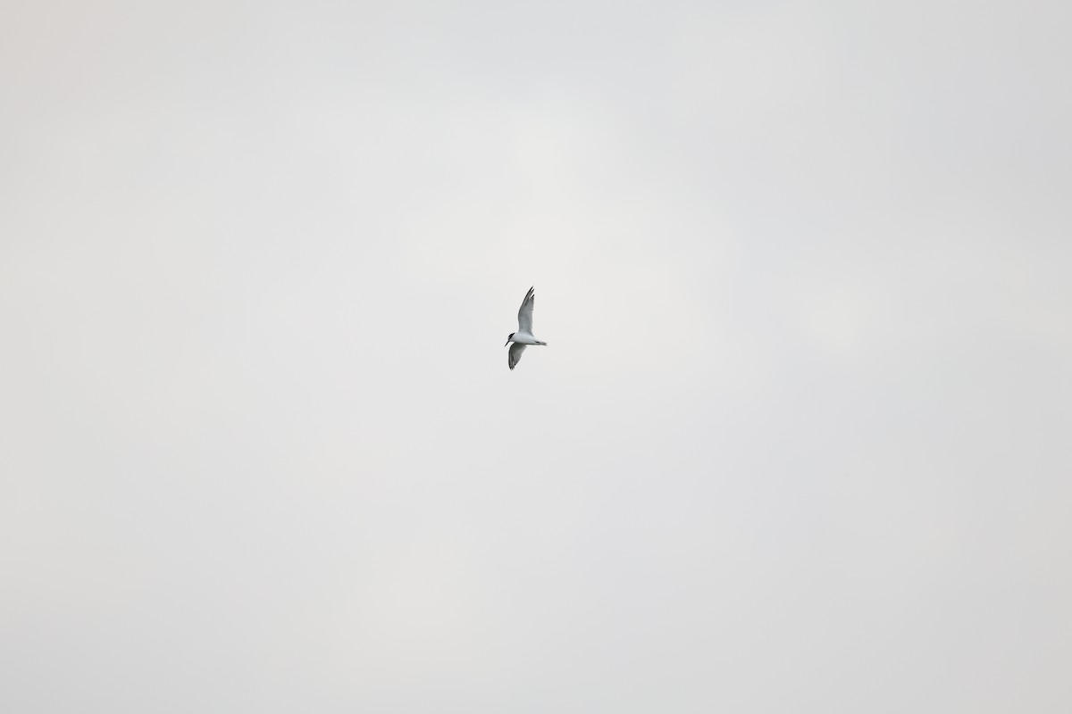 Little Tern - ML642102343