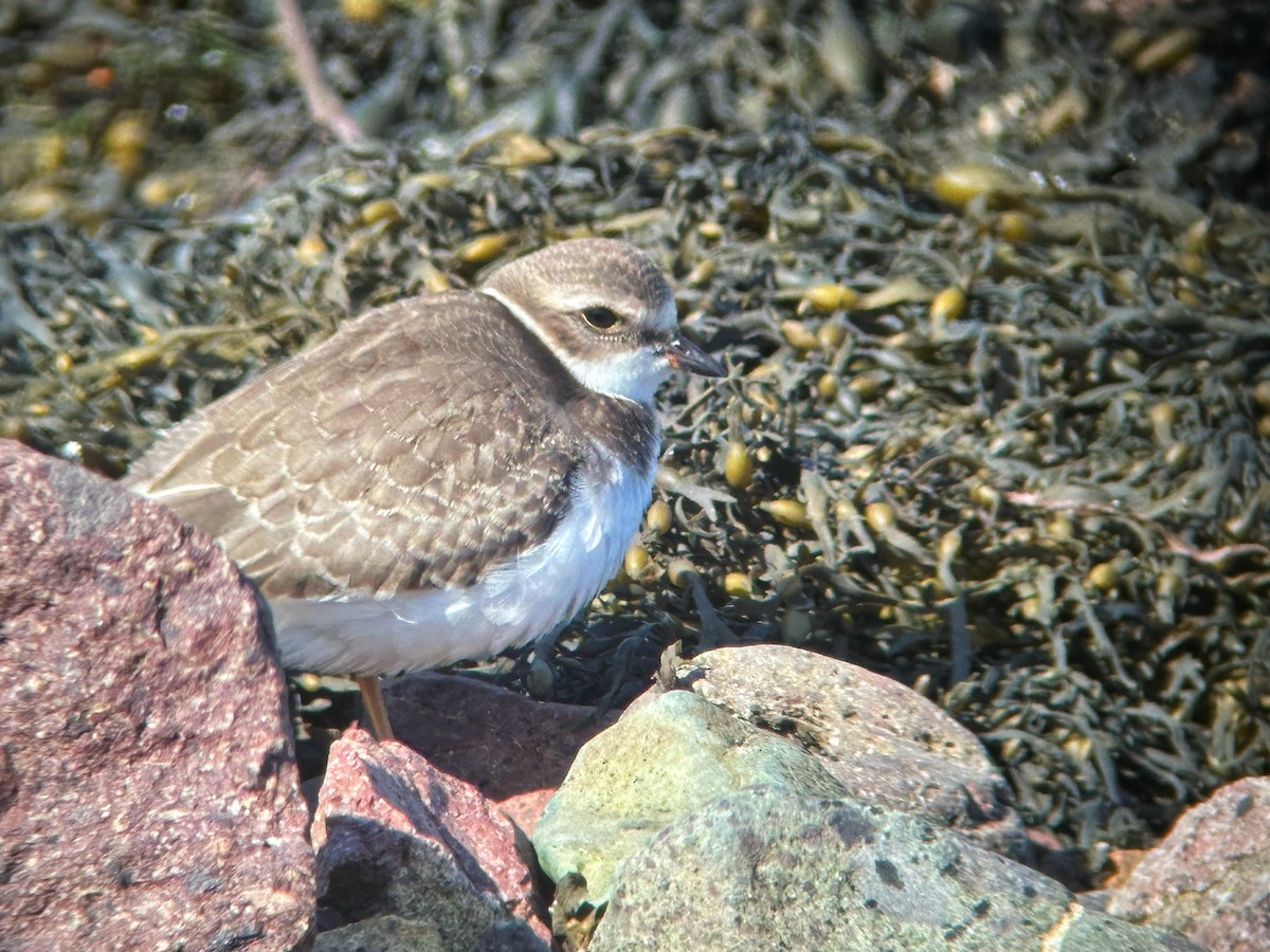 Semipalmated Plover - ML642102354