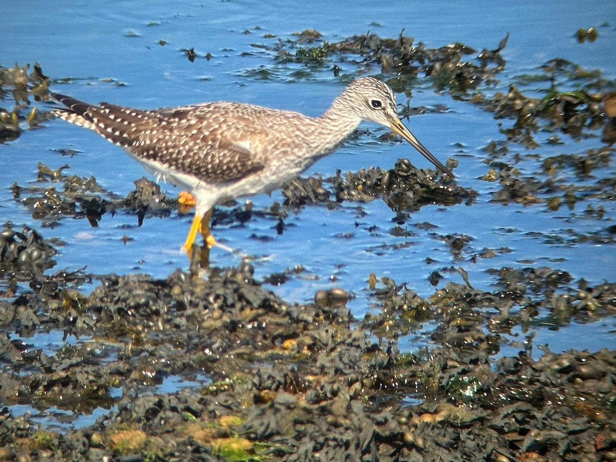 Greater Yellowlegs - ML642102355