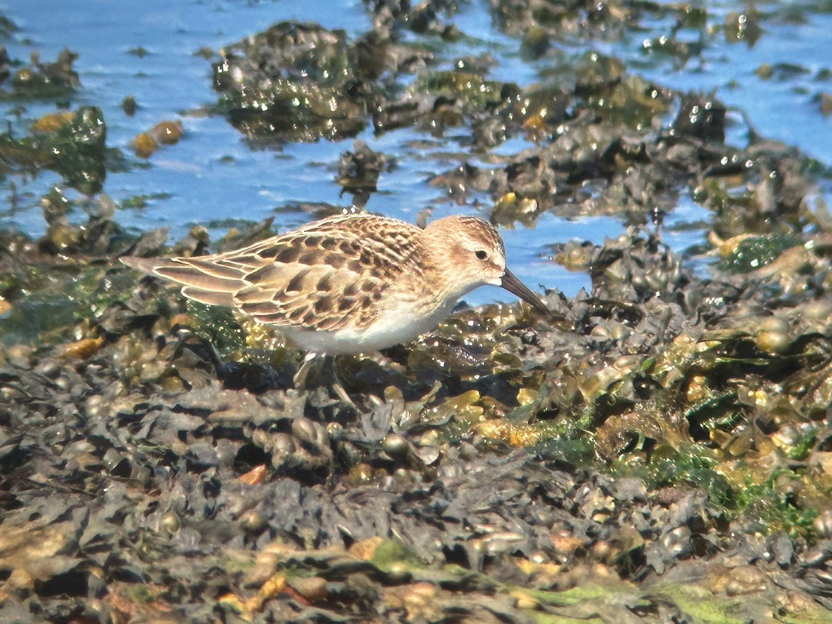 Semipalmated Sandpiper - ML642102360