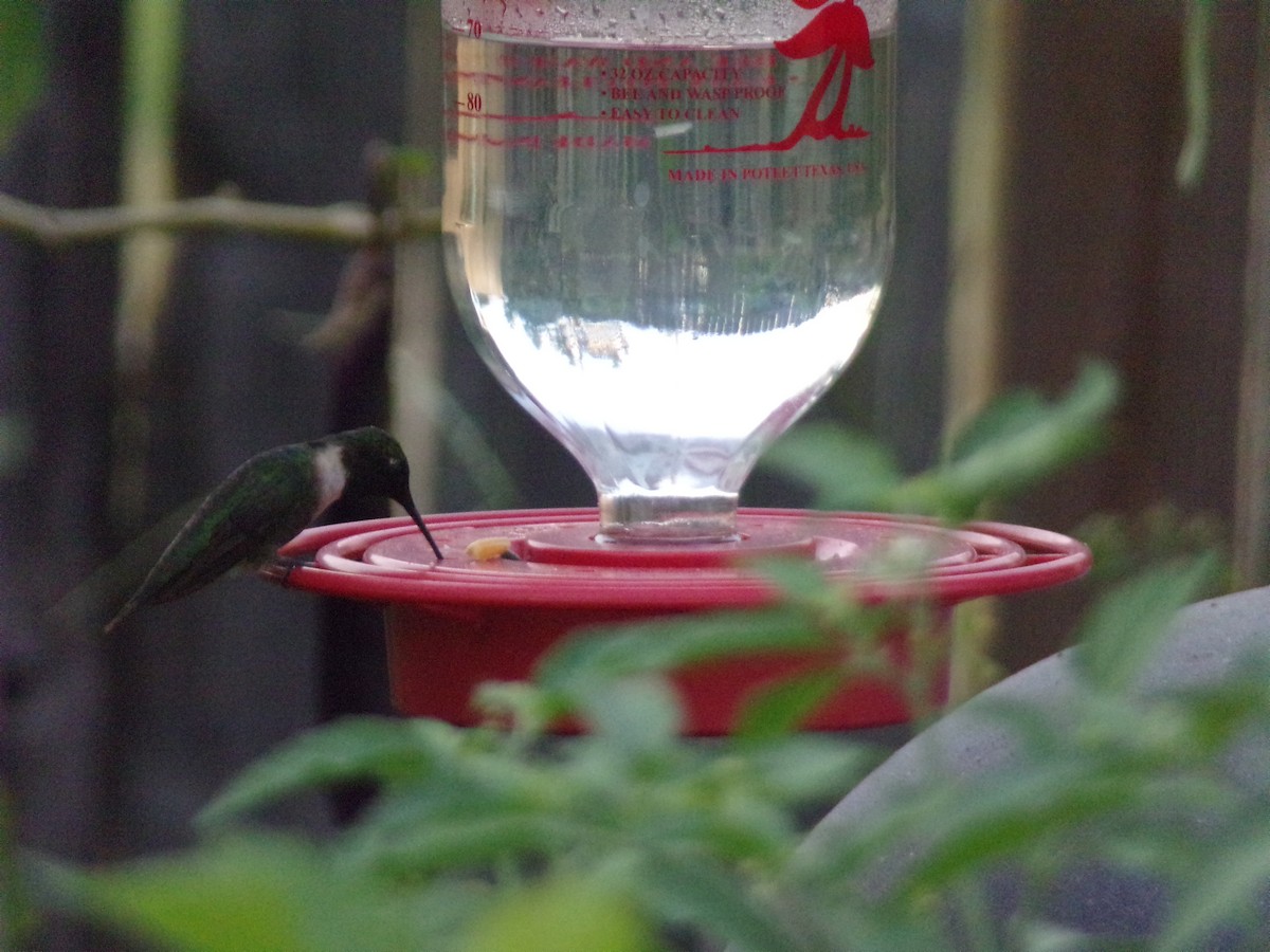 Ruby-throated Hummingbird - ML642102368