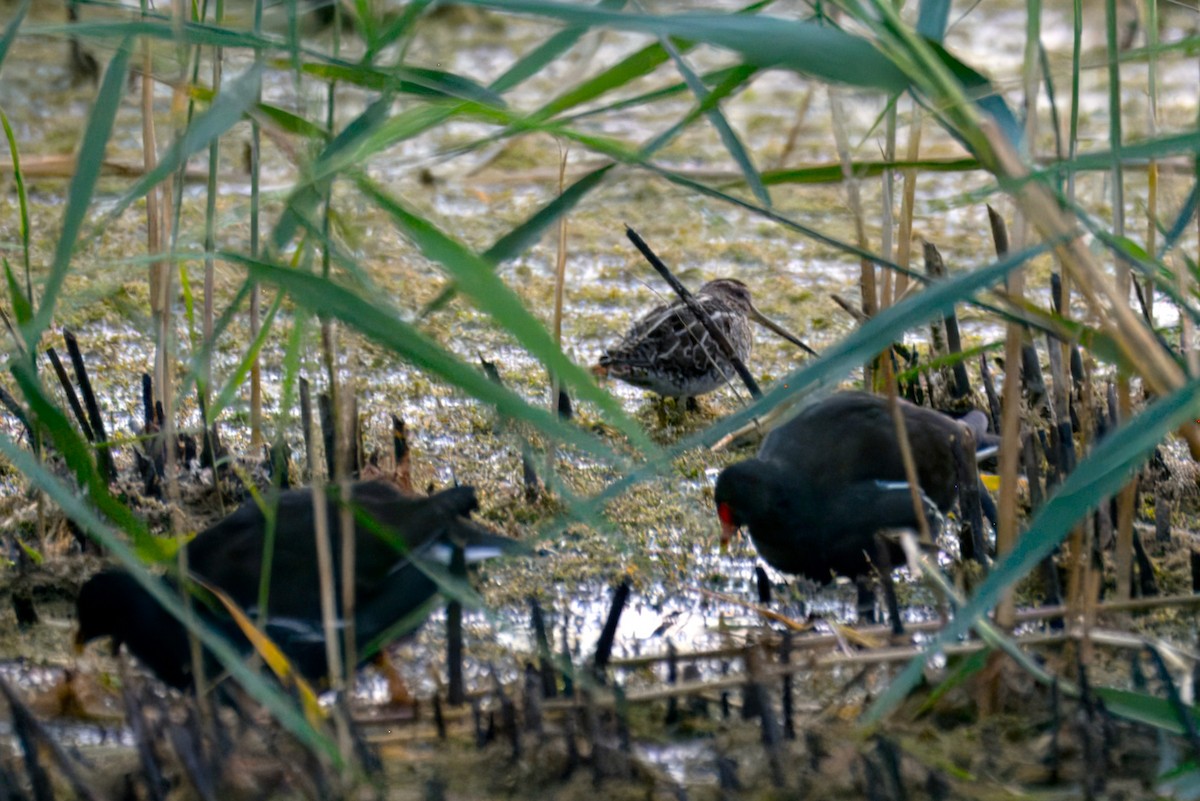 Common Snipe - ML642102371