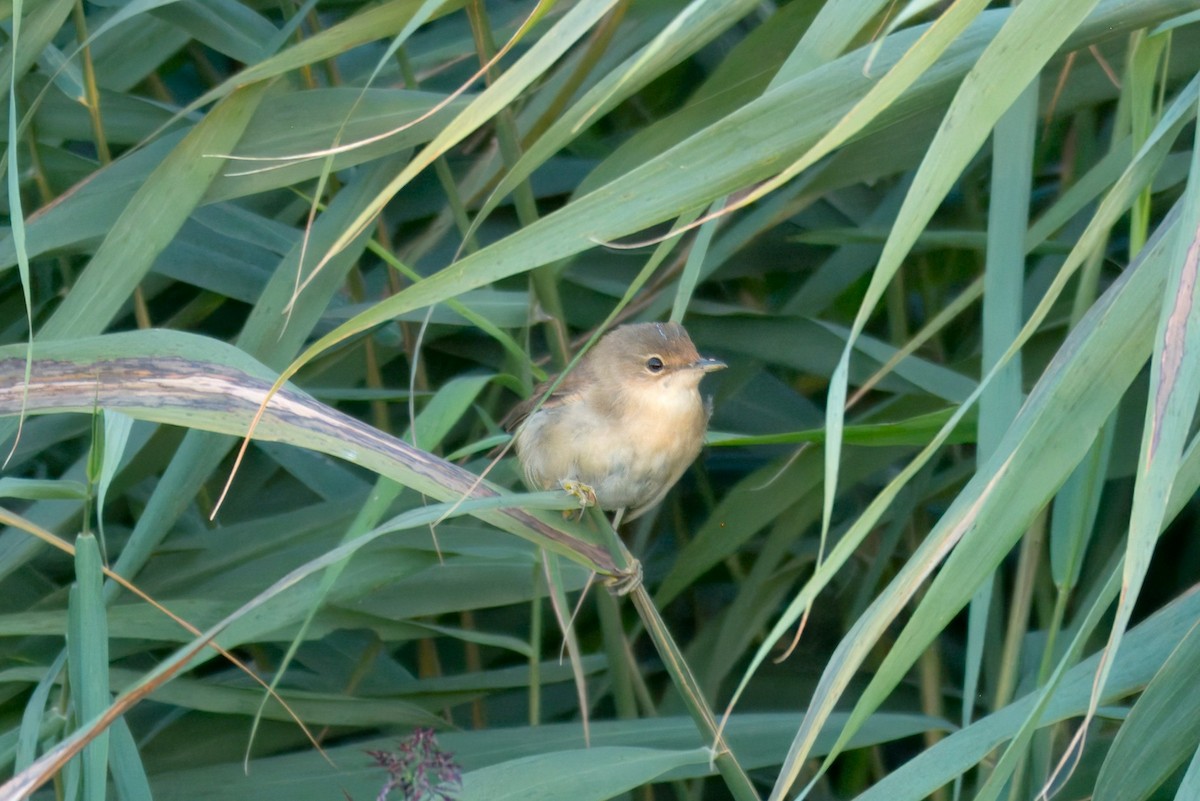 Common Reed Warbler - ML642102374