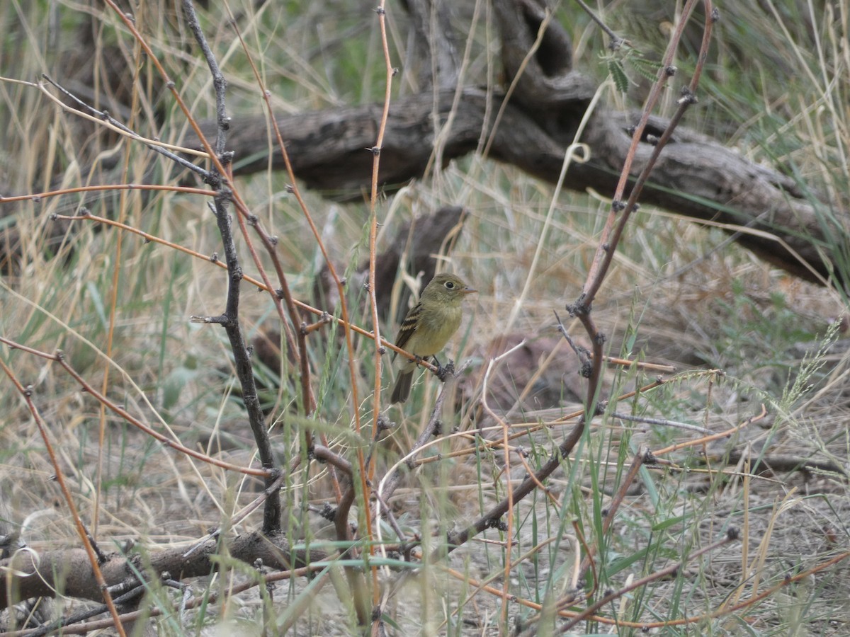 Western Flycatcher (Pacific-slope) - ML642102382