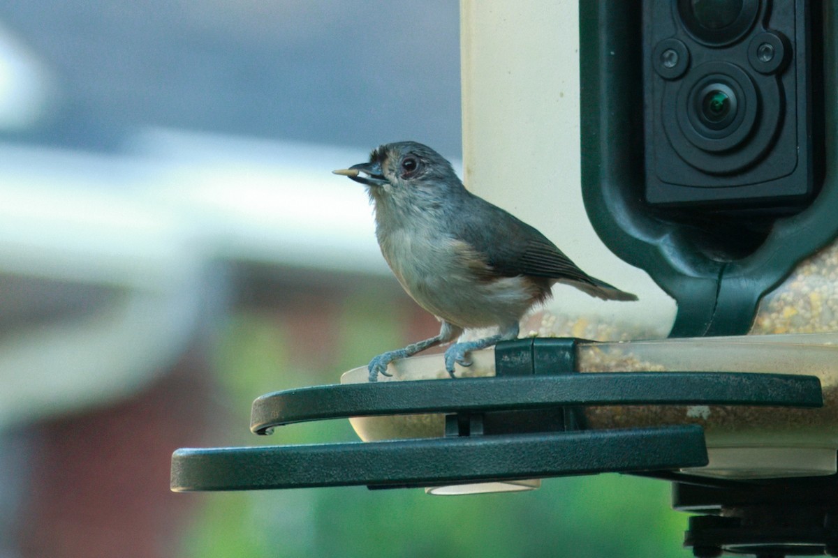 Tufted Titmouse - ML642102389