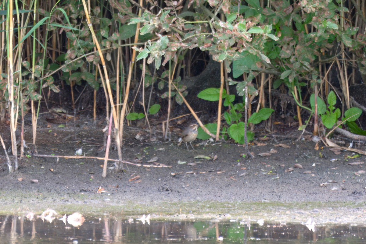 Bluethroat - ML642102390