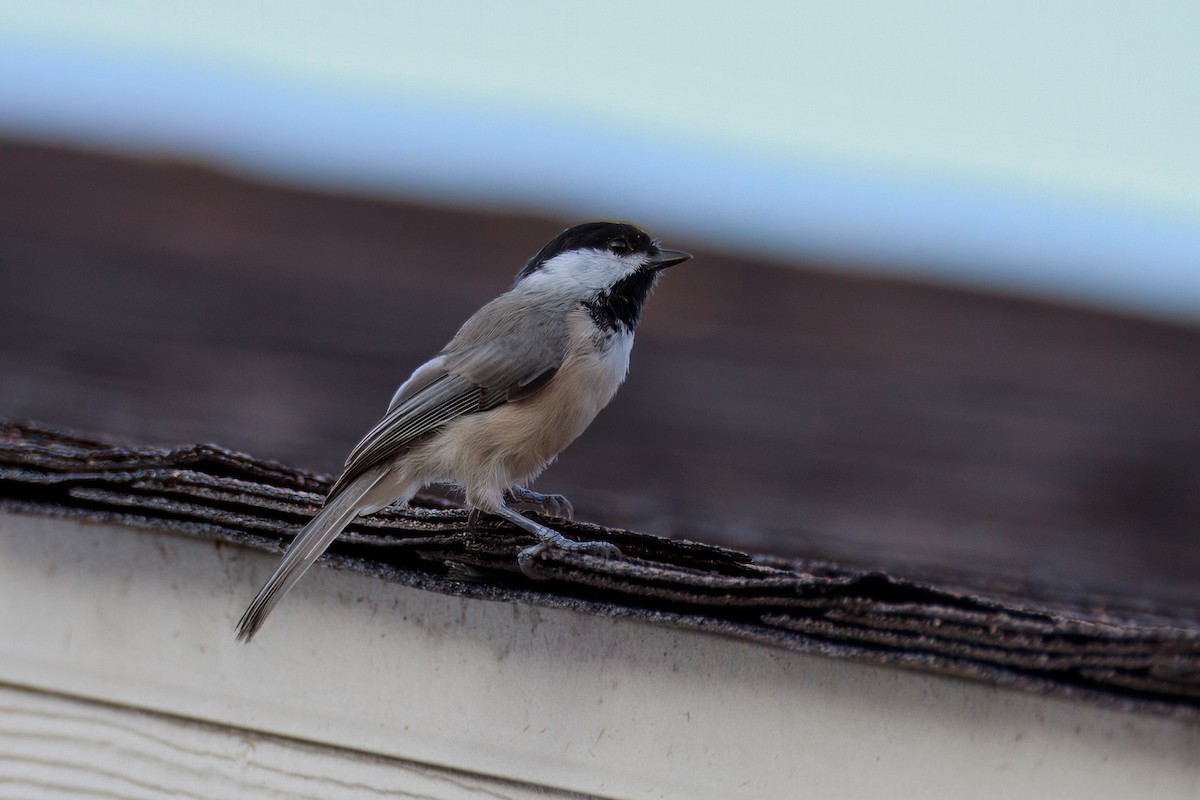Carolina Chickadee - ML642102391
