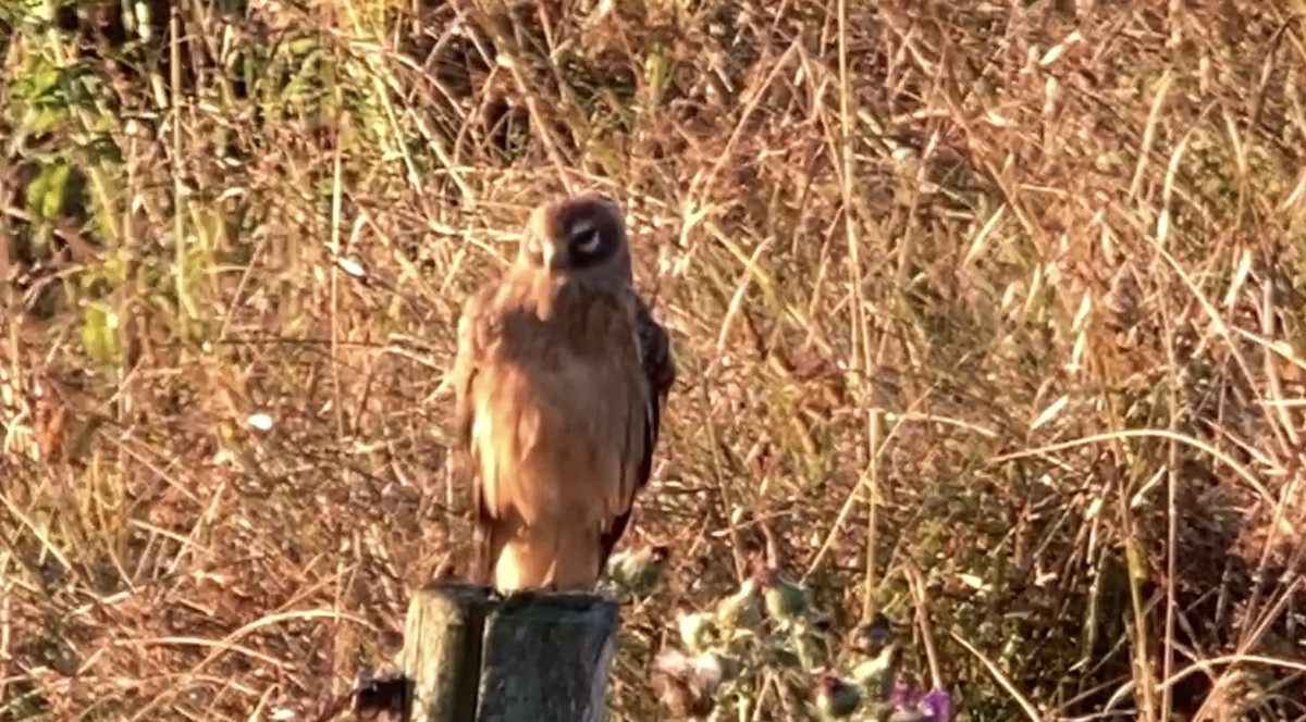 Northern Harrier - ML642102392