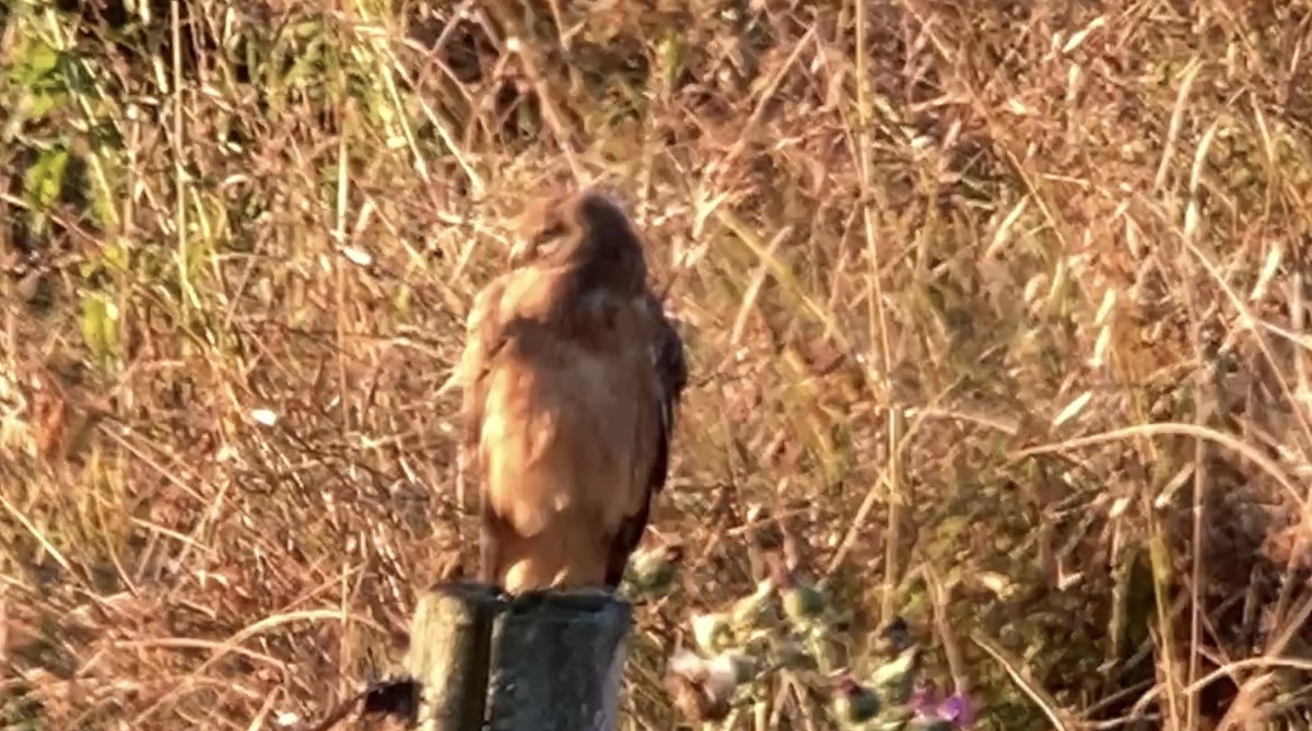 Northern Harrier - ML642102394