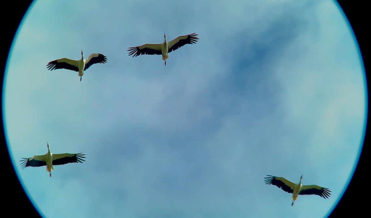 White Stork - ML642102397