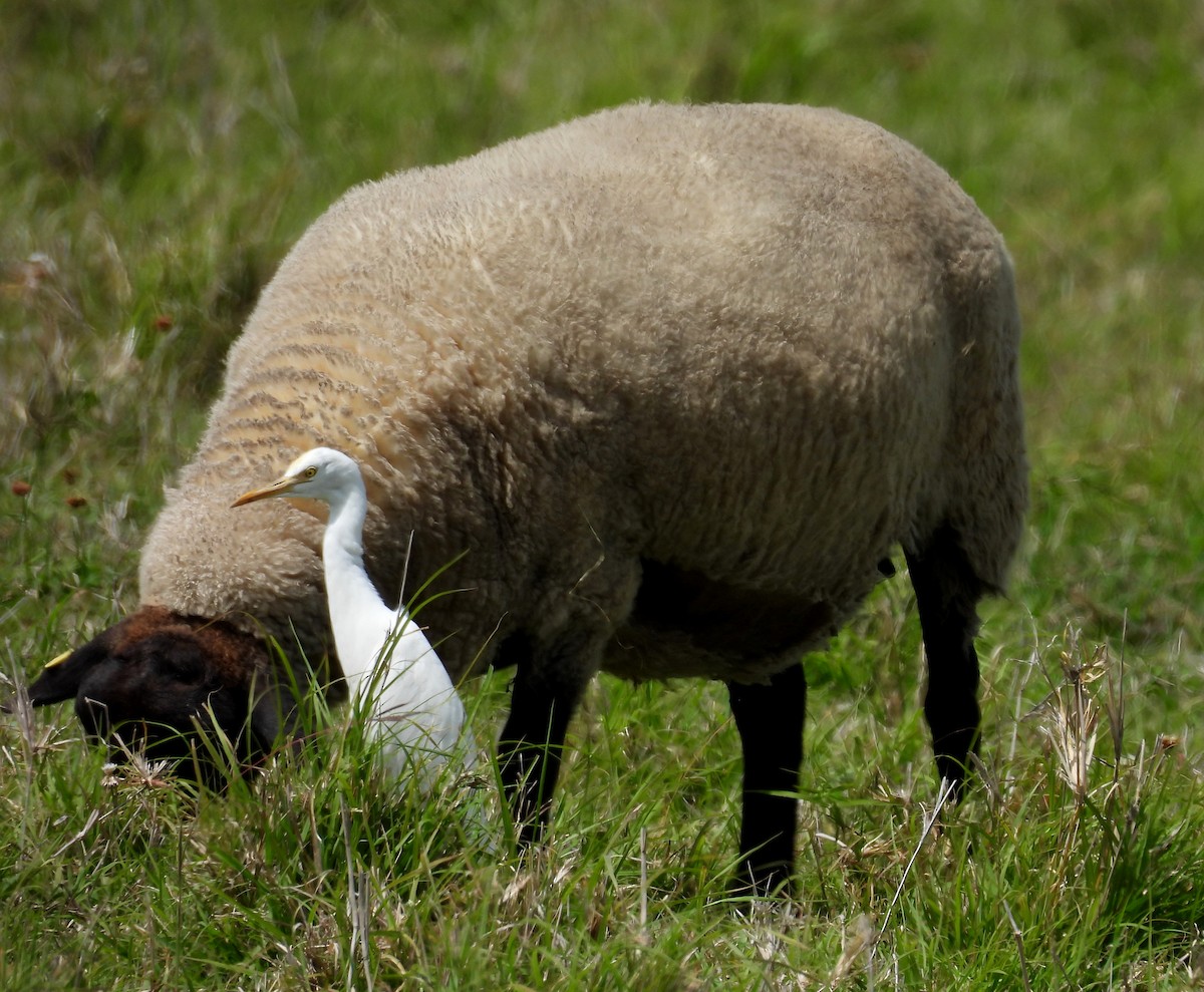 Eastern Cattle-Egret - ML642102399