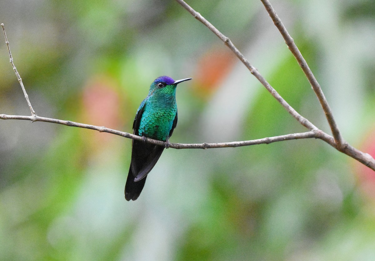 Violet-capped Woodnymph - ML642102402