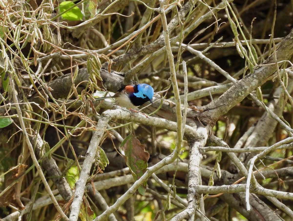 Variegated Fairywren - ML642102403