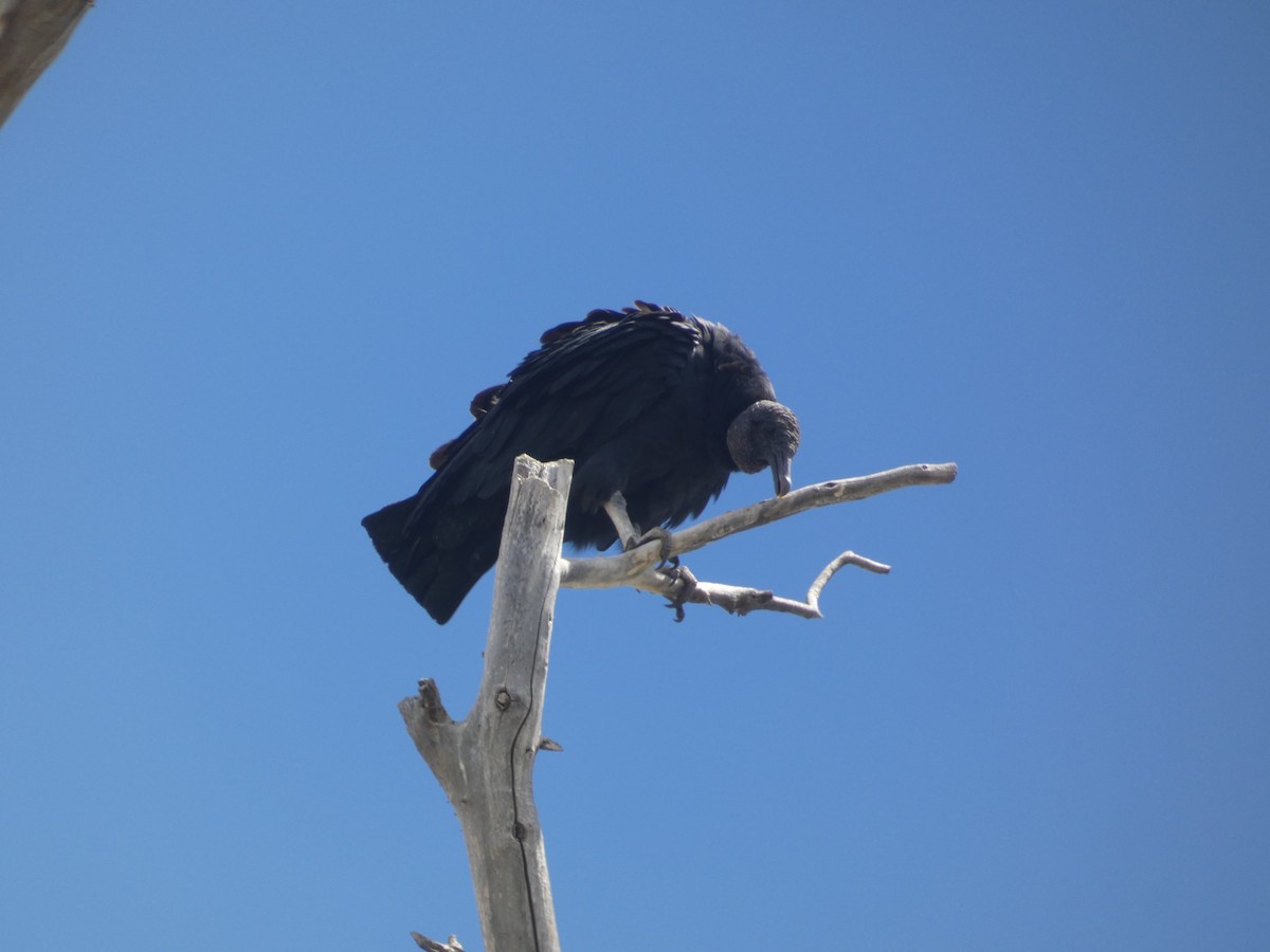 Black Vulture - ML642102407
