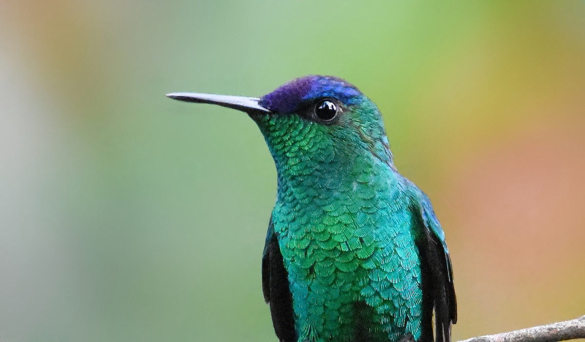 Violet-capped Woodnymph - ML642102408