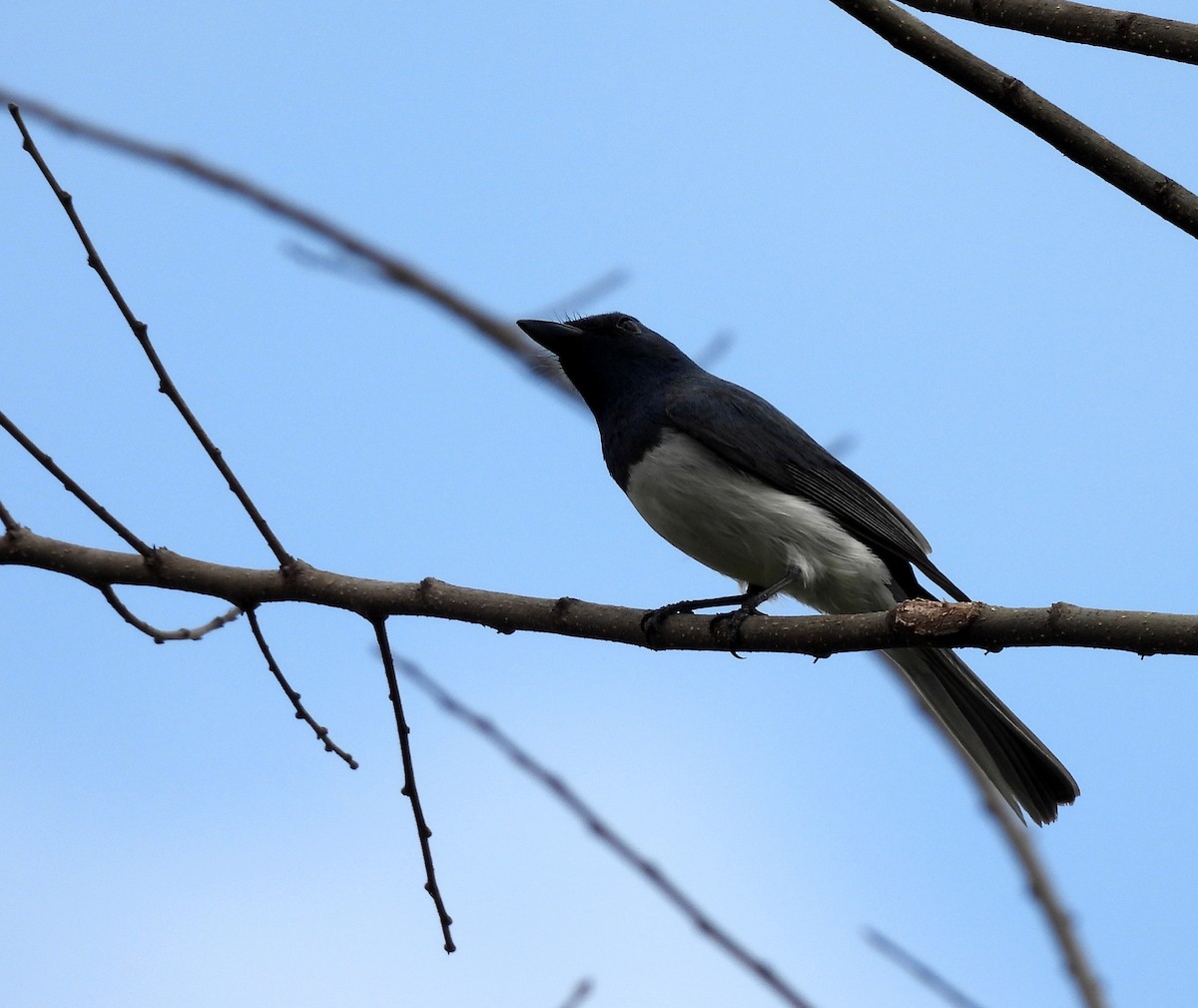 Leaden Flycatcher - ML642102409