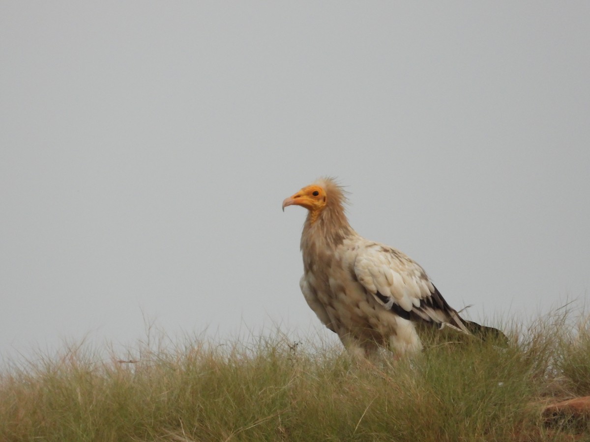 Egyptian Vulture - ML642102415
