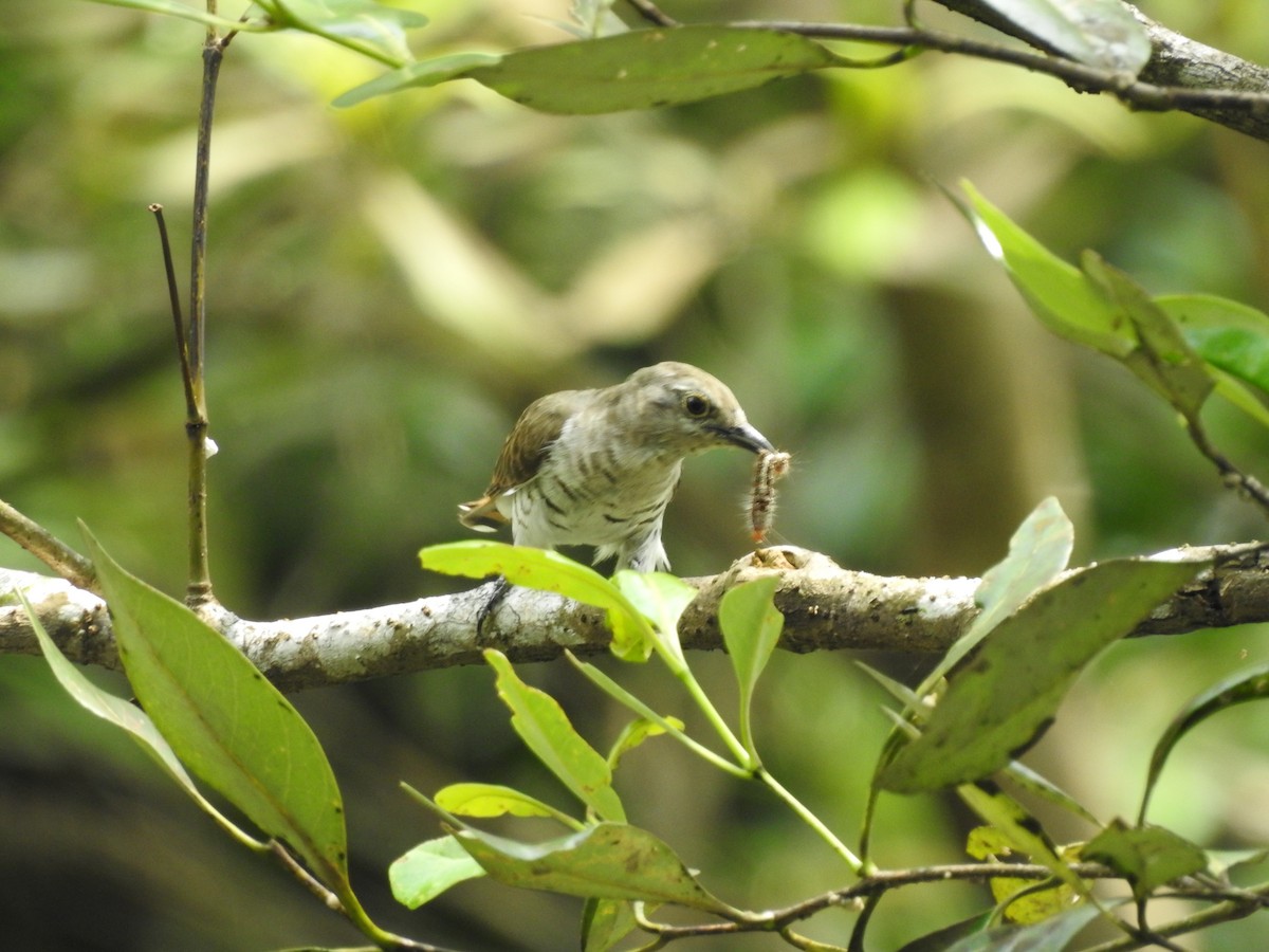 Little Bronze-Cuckoo - ML642102416