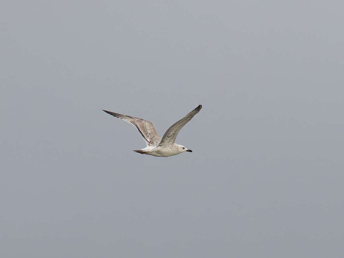 Caspian Gull - ML642102419