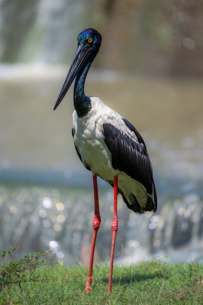 Black-necked Stork - ML642102422