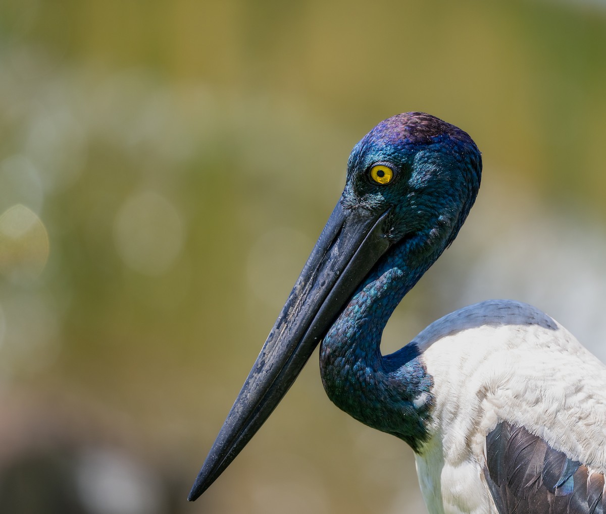 Black-necked Stork - ML642102423