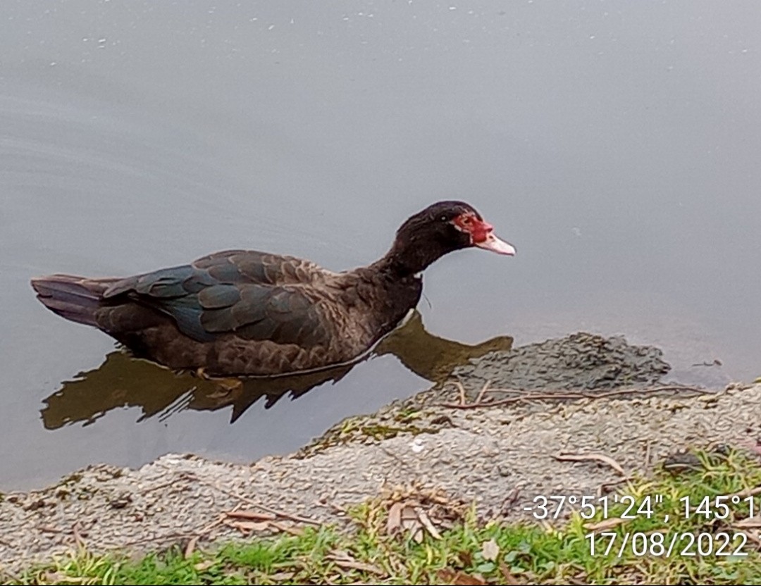 Muscovy Duck (Domestic type) - ML642102425