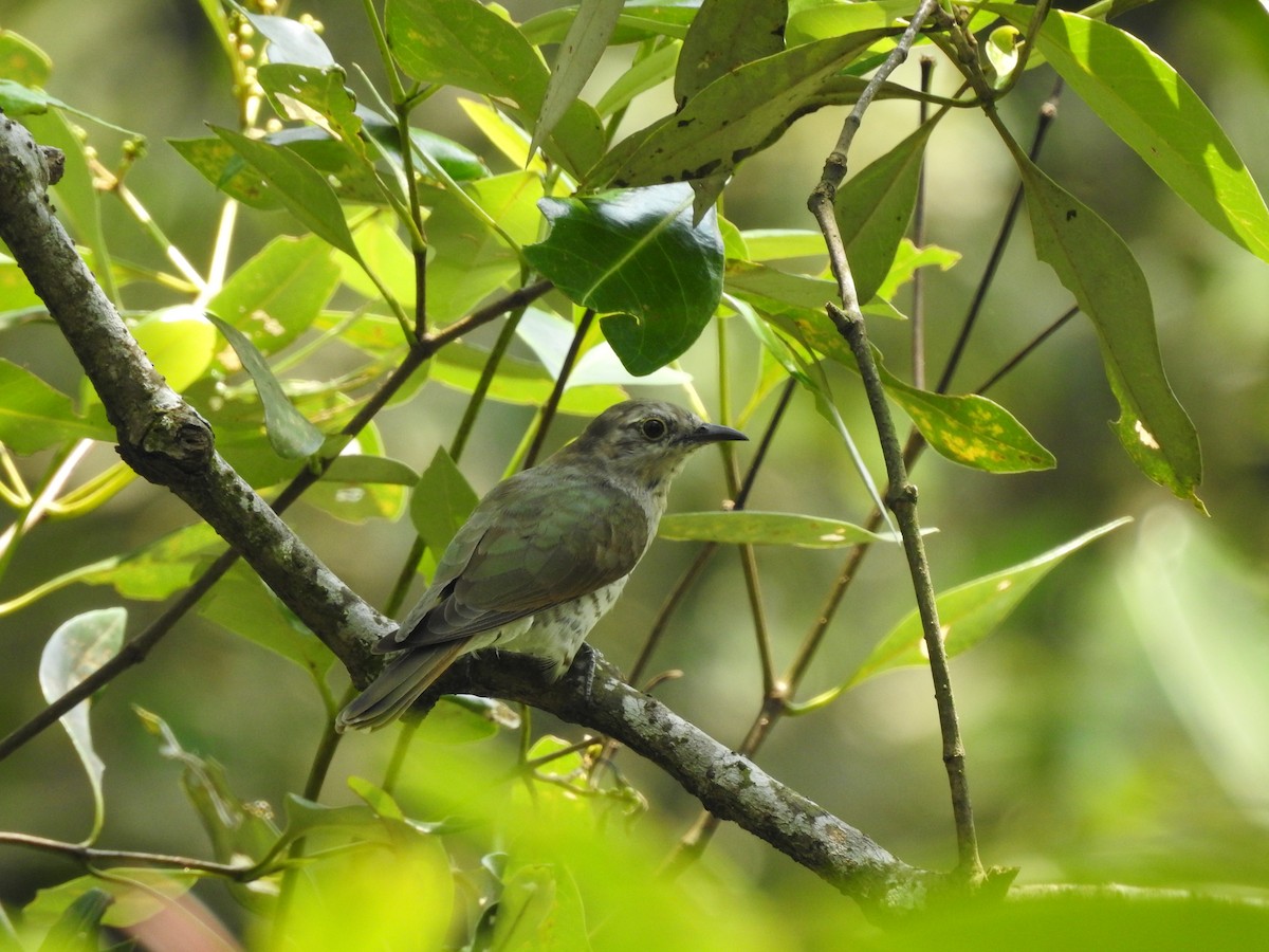 Little Bronze-Cuckoo - ML642102428