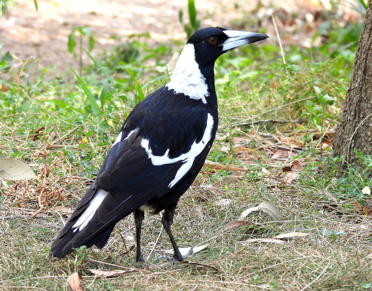 Australian Magpie - ML642102430