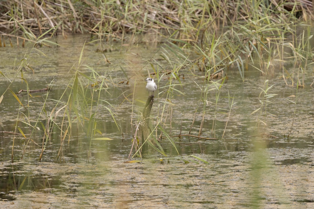 Whiskered Tern - ML642102432